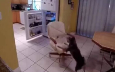 Un video de YouTube muestra a un perro casero robando los alimentos de la congeladora de su hogar de una curiosa manera. El dueño que veía cómo desaparecían los alimentos de su refrigerador decidió colocar una cámara escondida.