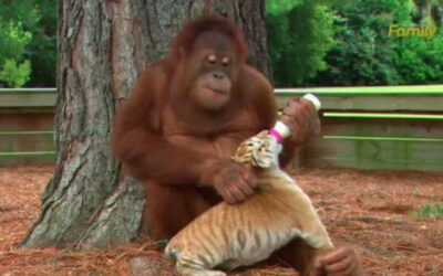 Youtube muestra a un orangután que se ha hecho popular en la plataforma de Google, luego de adoptar a tres cachorros de tigres.